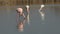 Pink flamingos on lake,phoenicopterus, beautiful white pinkish bird in pond, aquatic birds in its environment,Camargue, France