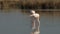 Pink flamingos on lake,phoenicopterus, beautiful white pinkish bird in pond, aquatic birds in its environment,Camargue, France