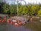 Pink flamingos in a lake in Rotterdam Zoo, the Netherlands