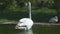 Pink flamingos in the lake at the zoo