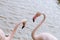 Pink flamingos with long necks fighting