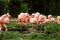 Pink flamingos in nature. A group of pink flamingos hunting in the pond. Oasis of green in urban setting, flamingo