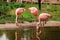 Pink flamingos in nature. A group of pink flamingos hunting in the pond. Oasis of green in urban setting, flamingo