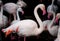 Pink flamingos (Phoenicopterus ruber ruber)