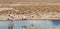 Pink flamingos. Pink flamingos group walking and drinking water inside a salt lagoon in the `Salar de Atacamaâ€