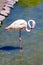 Pink flamingos in pond at zoo. surveillance of wild birds in captivity