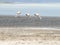 Pink Flamingos In Salty Shallow Lagoon, Salar De Uyuni