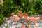 Pink flamingos in the shadow of trees in the park, Playa del Carmen, Riviera Maya, Yu atan, Mexico