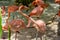 Pink flamingos in the shadow of trees in the park, Playa del Carmen, Riviera Maya, Yu atan, Mexico