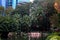 Pink Flamingos in a small pond in Kowloon Park in Hong Kong