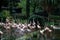 Pink Flamingos in a small pond in Kowloon Park in Hong Kong