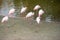 Pink flamingos stand on the shore of the lake