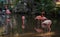 Pink Flamingos standing in the water in Flamingo Garden Nursery in Miami