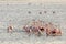 Pink flamingos stretching their long necks in the middle of the Larnaca salt lake