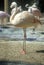 Pink Flamingos in Sunken Gardens, St. Petersburg, FL