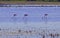 Pink Flamingos wading through a Camargue lagoon