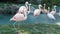 Pink flamingos walking pond