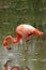 Pink Flamingos in water 3