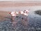 Pink flamingos in wild nature of Bolivia, Eduardo Avaroa National Park