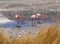 Pink flamingos in wild nature of Bolivia, Eduardo Avaroa National Park