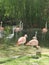 Pink flamingos in the zoo