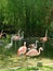 Pink flamingos in the zoo