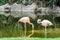 Pink flamingos at the zoo in Loro Park , Puerto de la Cruz