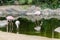 Pink flamingos at the zoo in Loro Park , Puerto de la Cruz