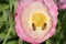 Pink Flanders Poppy Bee Mandala