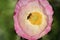 Pink Flanders Poppy Flower with Bee 03
