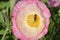 Pink Flanders Poppy Flower with Bee 05