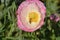 Pink Flanders Poppy Flower with Bee 06