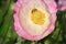 Pink Flanders Poppy Flower with Bee 07