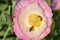 Pink Flanders Poppy Flower with Pair of Bees