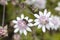 Pink Flannel Flowers and Nantive bee