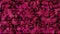 Pink floating cyber squares on black background loop. Slow chaotic pixels mosaic seamless animation