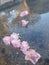 Pink floating flowers