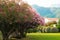 Pink flovers, mountains , grass