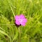 A pink flower with 5 petals and a purple center.  It stands out by its brightness.  It is a carnation called Sequier`s Pink Diant