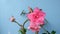 Pink flower of Adenium, Desert rose, Mock Azalea, Pinkbignonia, Impala lily