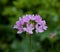 Pink flower Allium unifolium