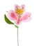 Pink flower of alstroemeria isolated on white background