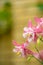 Pink flower of Aquileia Columbine close-up