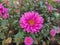 Pink flower of an aster