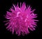 Pink flower Aster, black isolated background with clipping path.. Closeup.