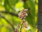 Pink flower Averrhoa carambola star fruit Magnoliophyta