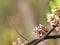 Pink flower Averrhoa carambola star fruit Magnoliophyta space for write