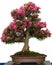 Pink flower of a azalea bonsai tree