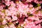 Pink flower azalea rhododendron group bright cerise flowers back