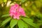Pink flower azalea rhododendron group bright cerise flowers back